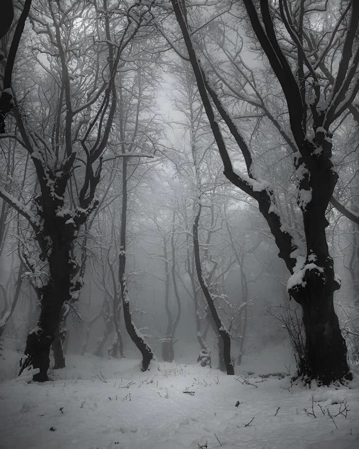 Forest thumbnail