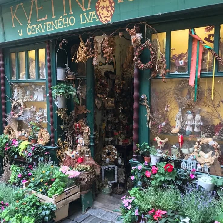 MAGIC MUSHROOM BAZAAR HUMANS AND OTHER PLANTS thumbnail