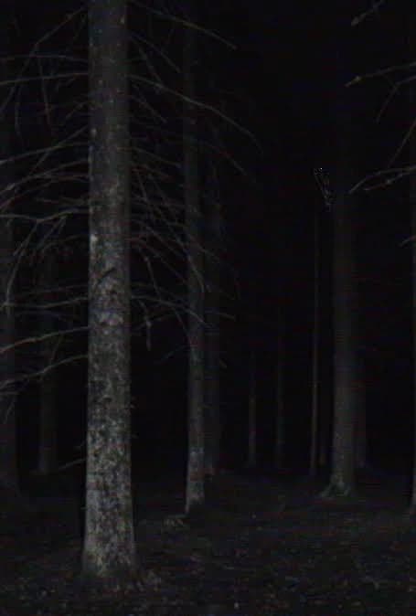 Lost in Forest thumbnail