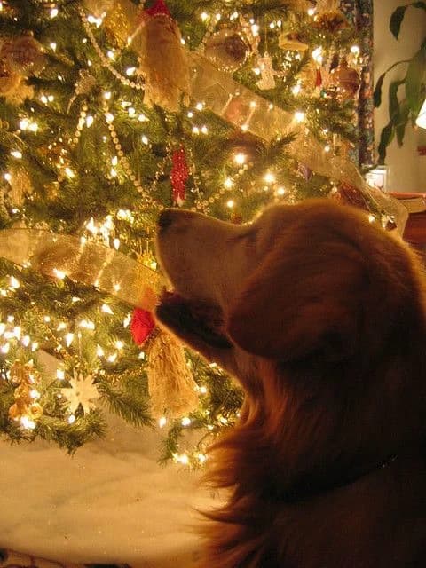 Family- Christmas  thumbnail