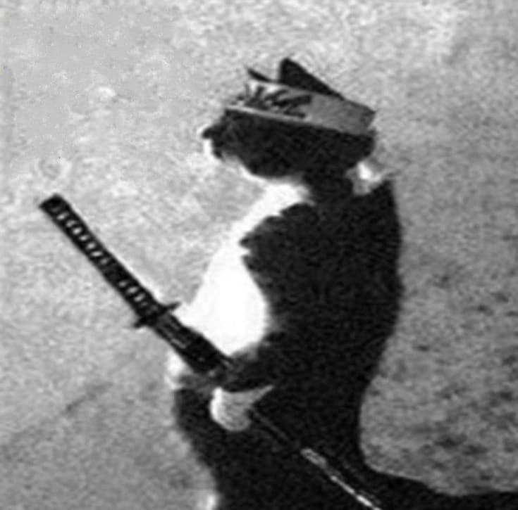 el gato julio,un gato que ladra  thumbnail