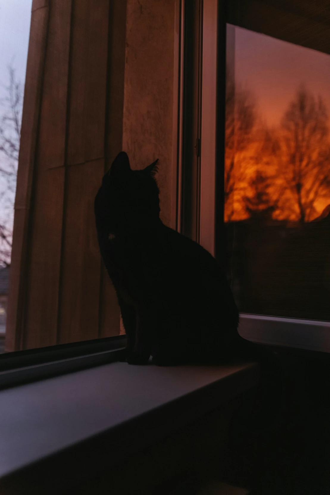 Neko "bl" thumbnail