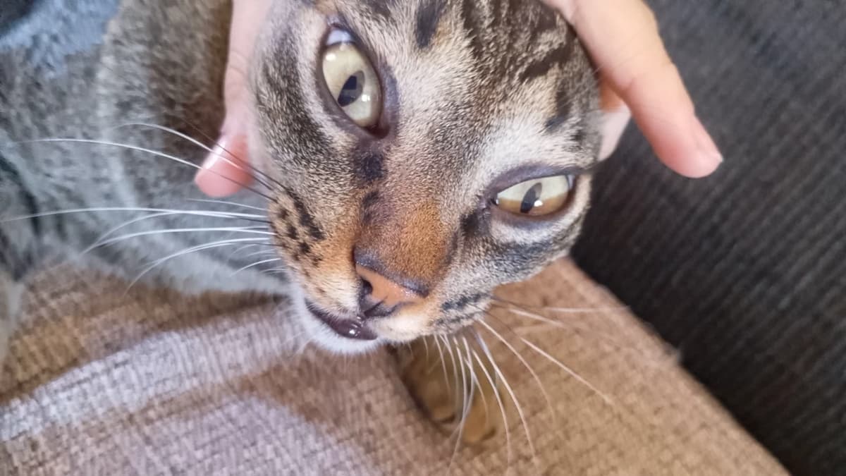 Gato legal topzeira thumbnail