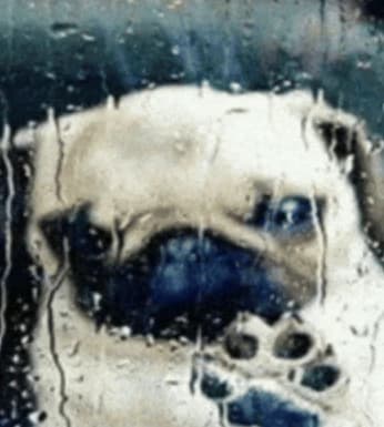Pug triste thumbnail
