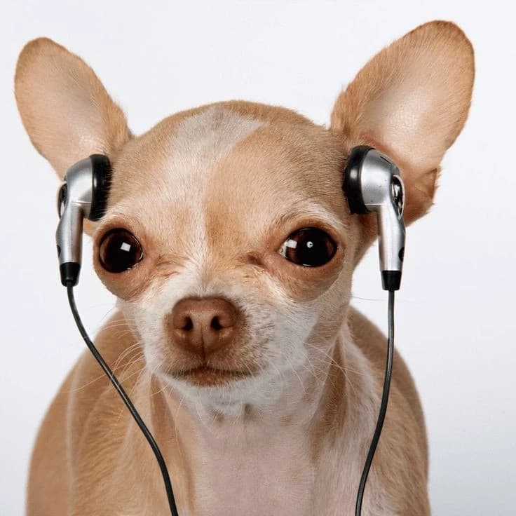 Chihuahua with headphones thumbnail