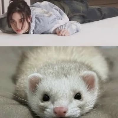Hyunjin and ferret thumbnail