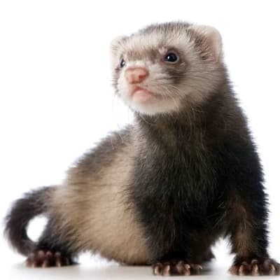 Pet ferret thumbnail