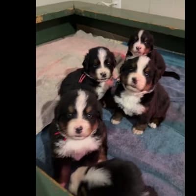 The Four Furballs (Scamp, Daisy, Patch, and Shadow) thumbnail