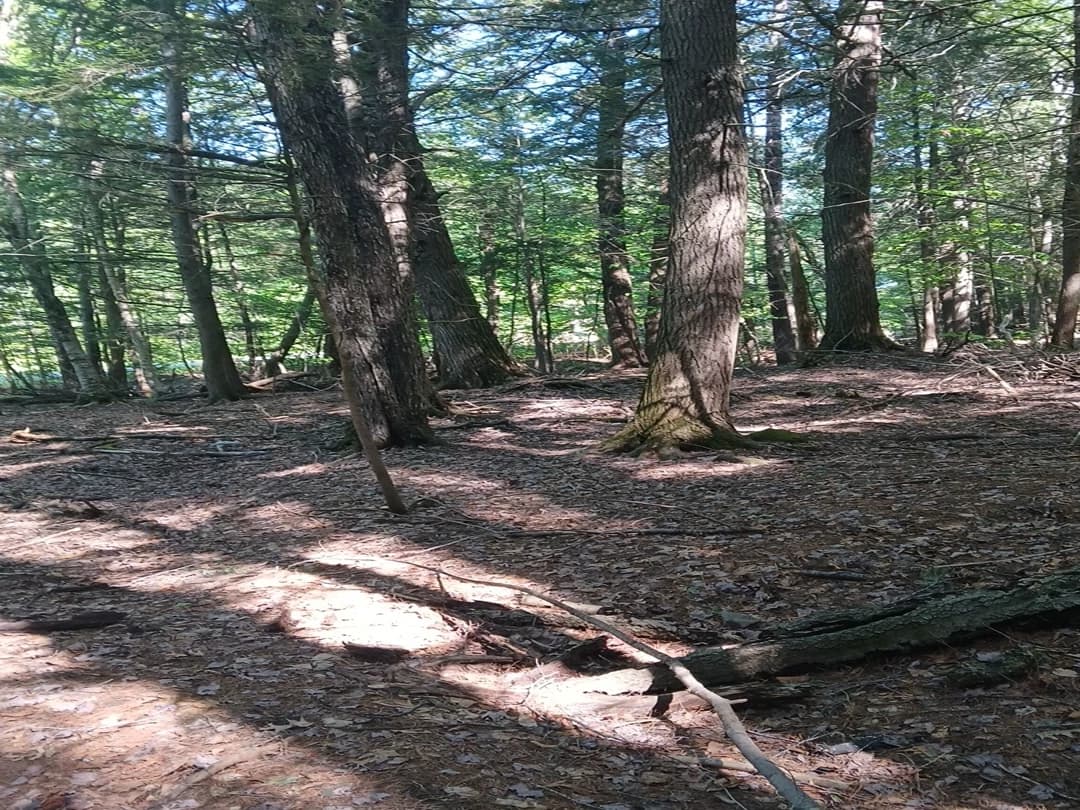 Alkarr Woods thumbnail