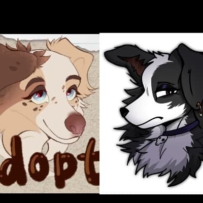 Luna and Maya, border collie sisters thumbnail