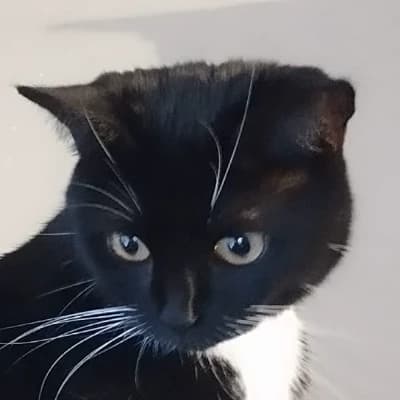 TF141 - Cat thumbnail