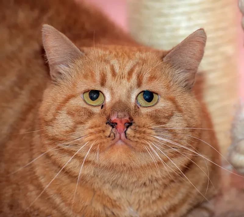 Garfld thumbnail