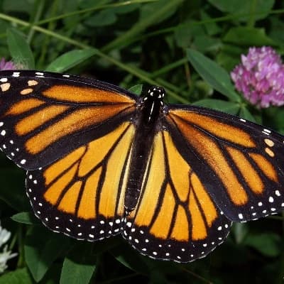 The Monarch Butterfly thumbnail