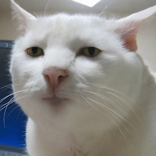 a cat thumbnail