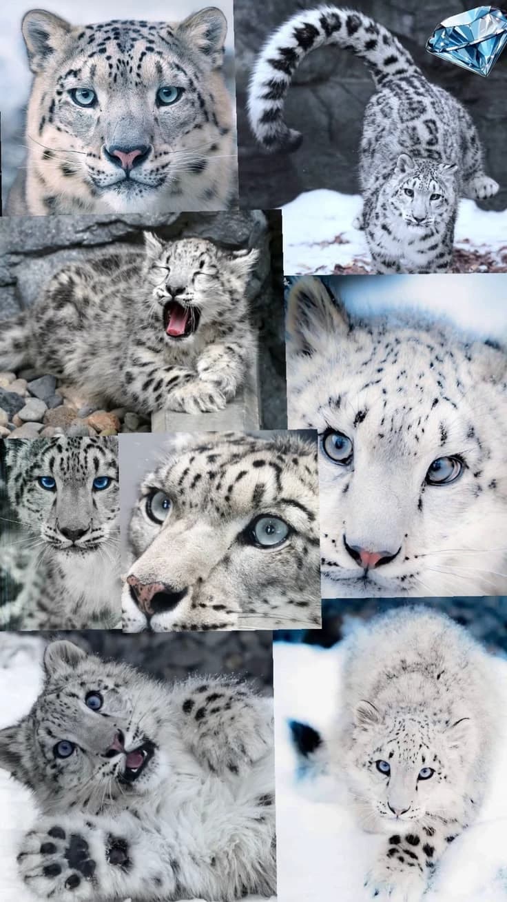 RPG — Leopardo-das-neves thumbnail