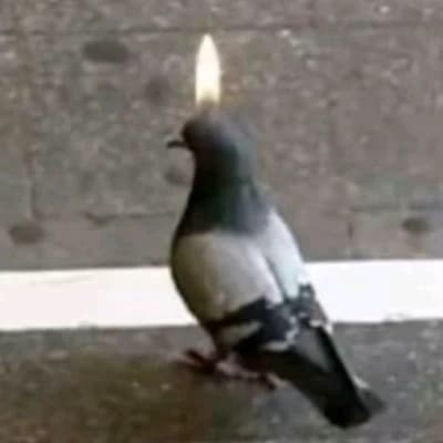 Pigeon thumbnail