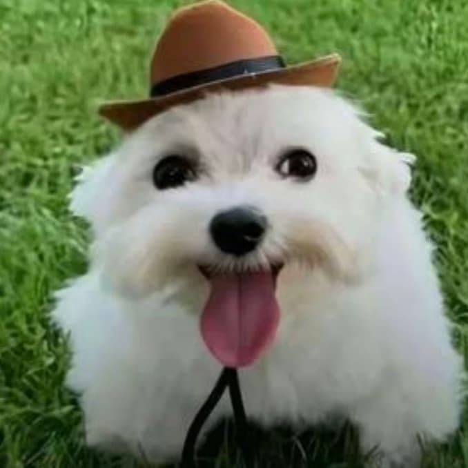 Perrito con sombrerito thumbnail