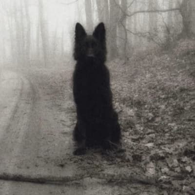 Sirius Black thumbnail