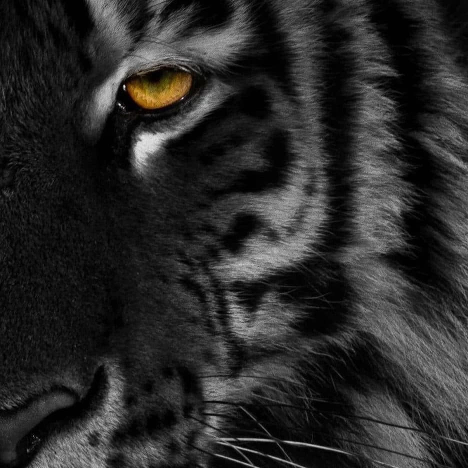 ✦•┈┈• ⌜ 🐅𝑹𝒊𝒄𝒉𝒂𝒓𝒅 𝑷𝒂𝒓𝒌𝒆𝒓🐯 ⌟ •┈┈•✦ thumbnail