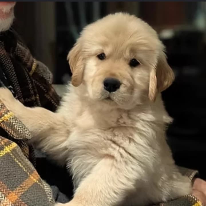 Puppy  thumbnail