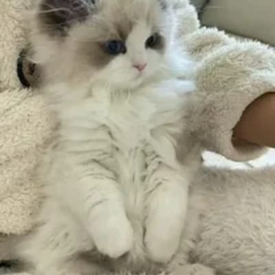 Котенок  thumbnail