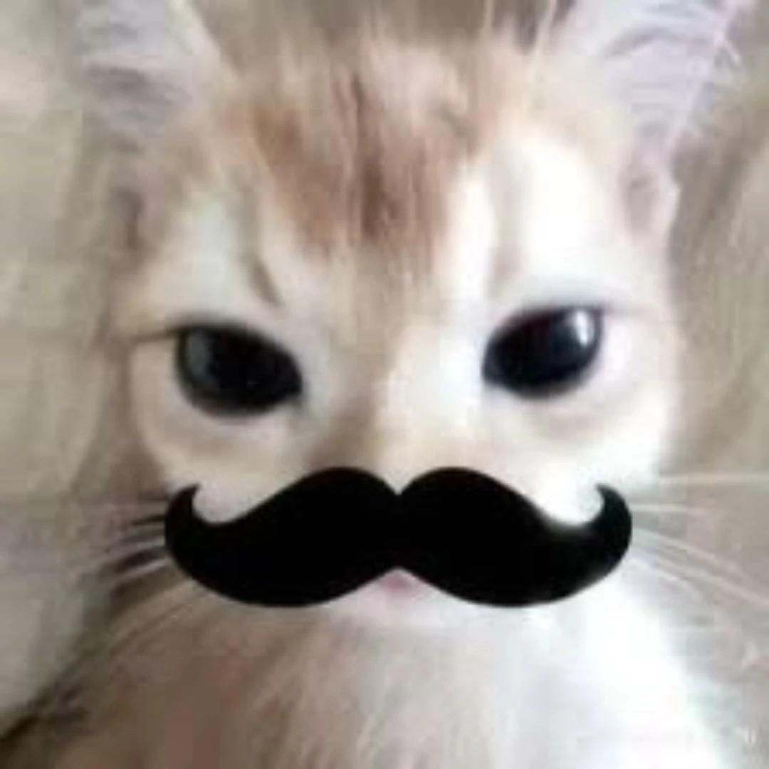 Gatito's Pizzeria thumbnail