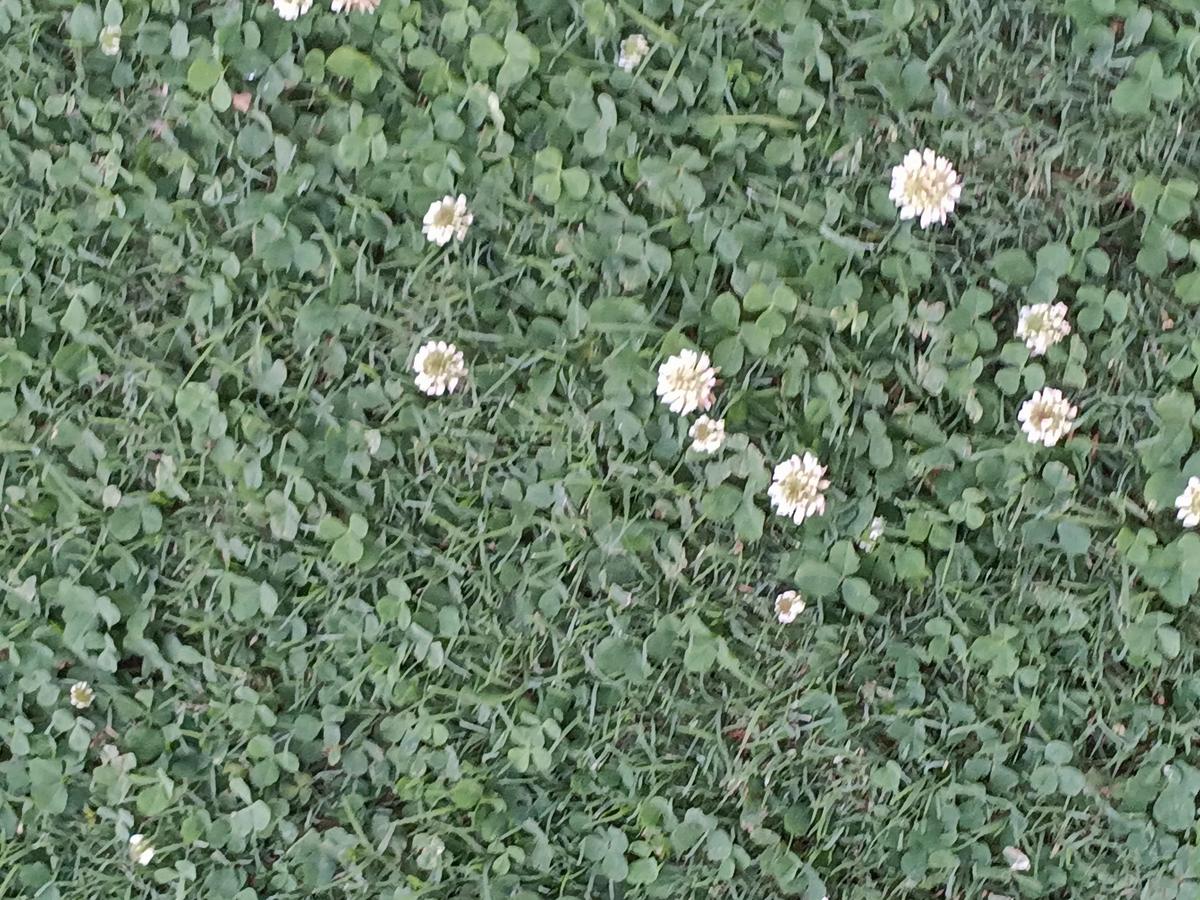 Flower thumbnail