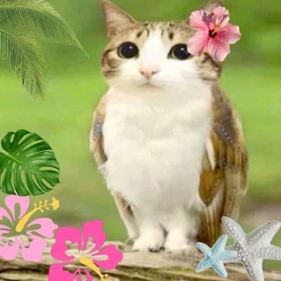 Meowl thumbnail