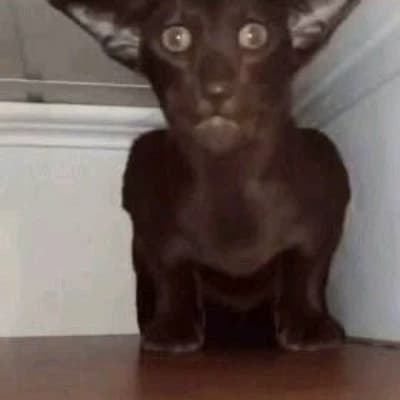 Gato amaldiçoado thumbnail