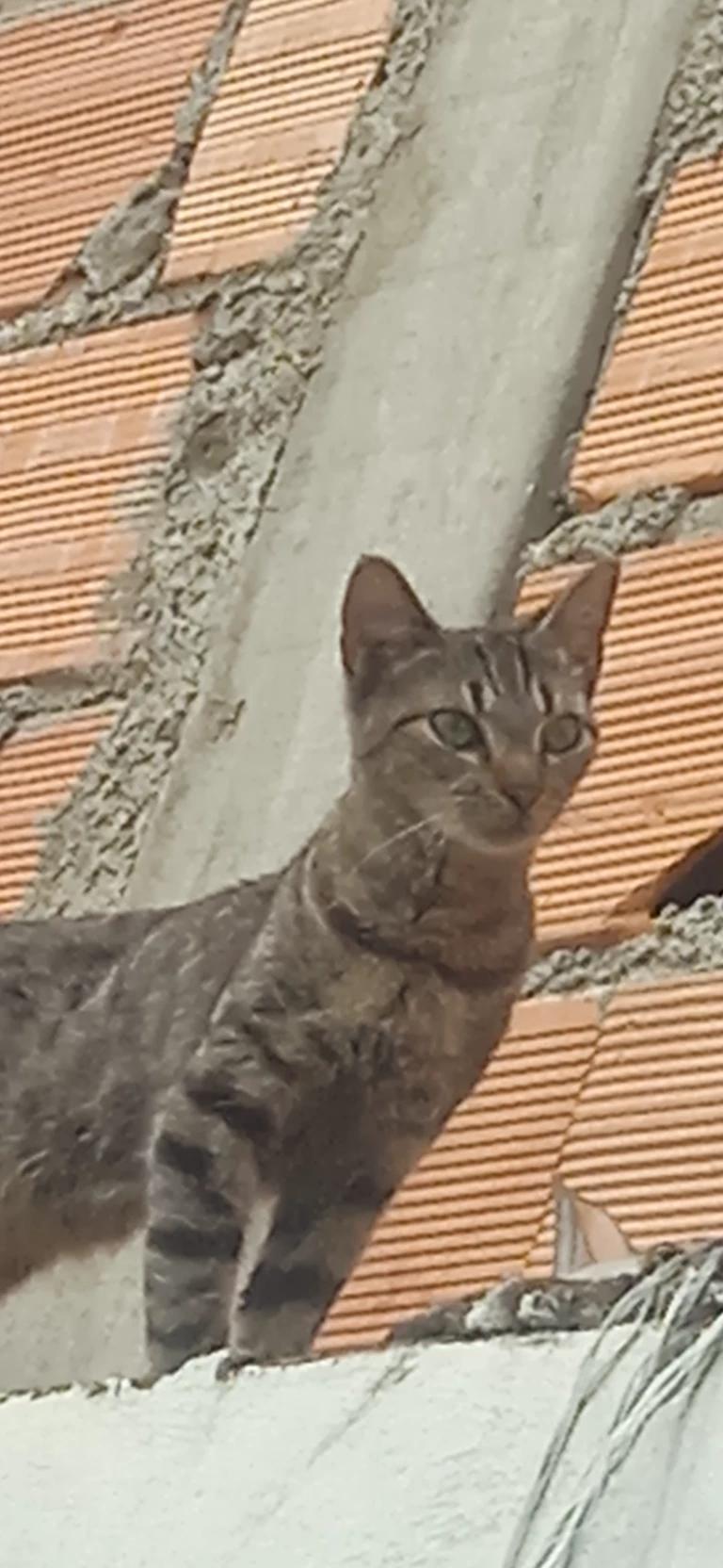 tigre  thumbnail