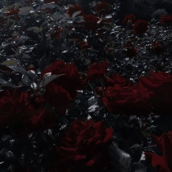 A forest of red roses thumbnail