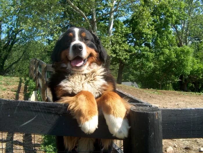 Cheddar. thumbnail