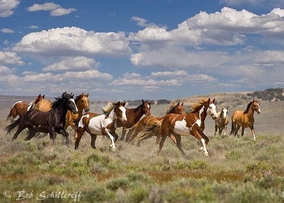 horse herd (wild life) [MLVR] thumbnail