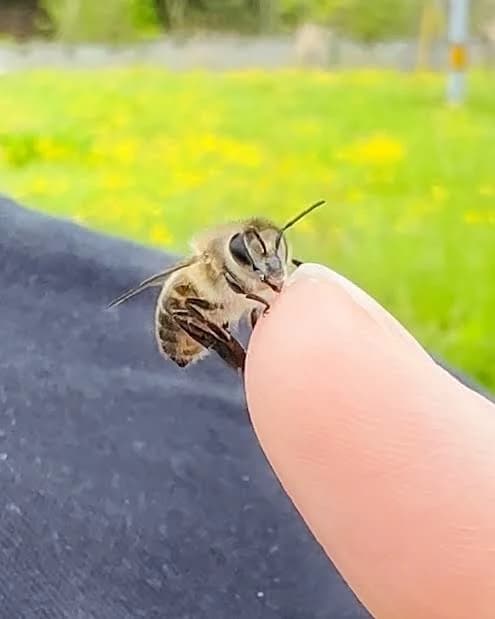 Japanese Honeybee Hive thumbnail