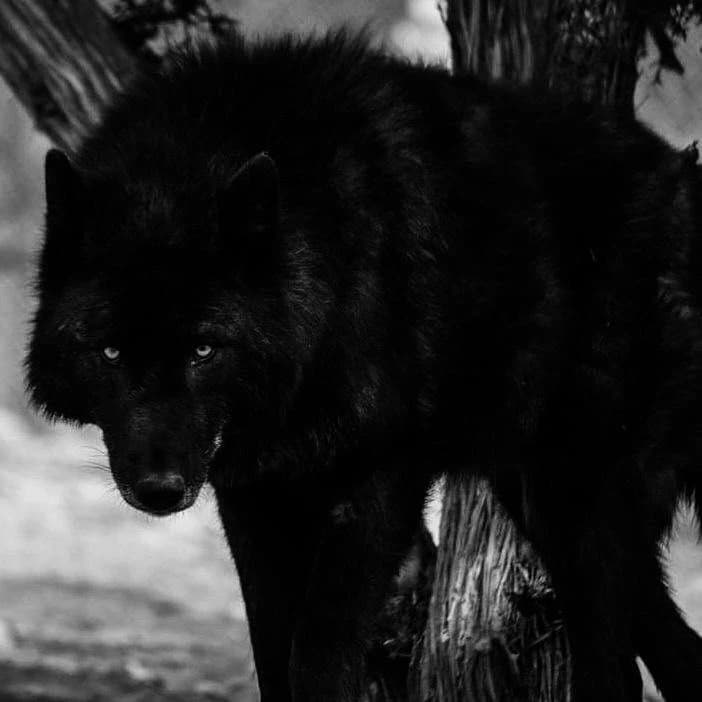 Boris / Dangerous Alpha Wolf thumbnail