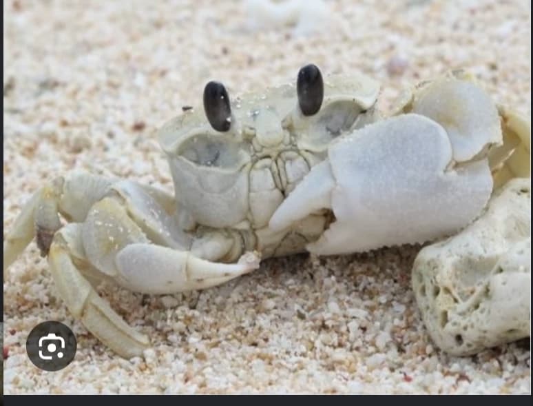 You're cute pet crabie 🤗 thumbnail