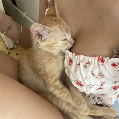 Cat boy thumbnail