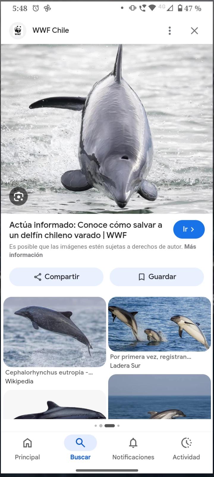 You are a female dolphin thumbnail