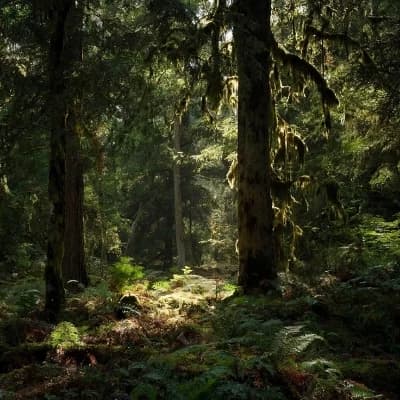 tf141 - forest thumbnail