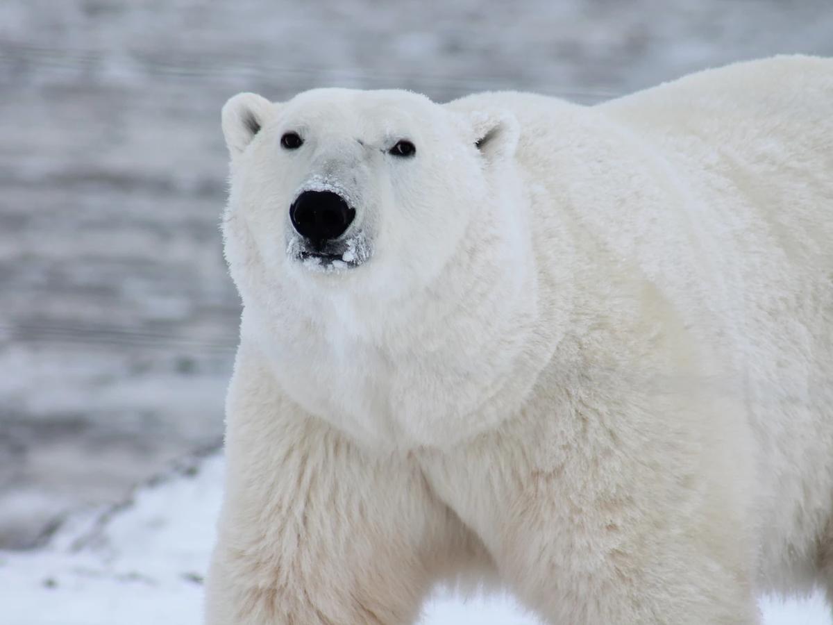 Polar Bear thumbnail