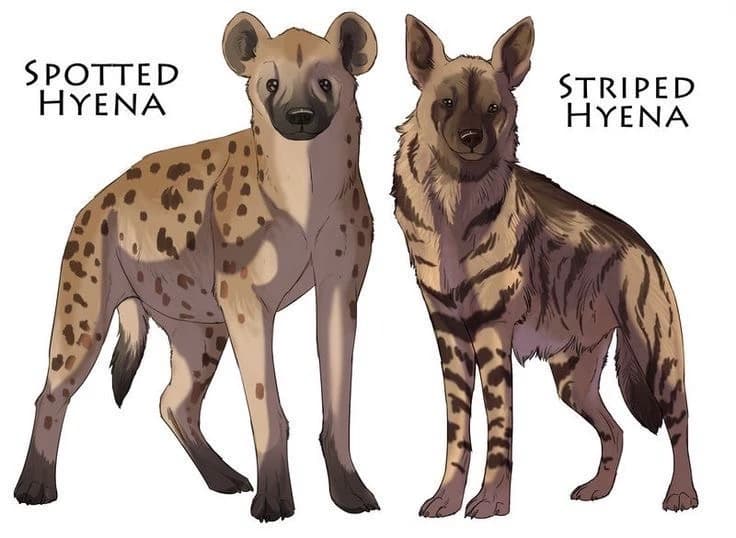 Ernest and Aerion (Hyena shifters and the kitten, BL) thumbnail