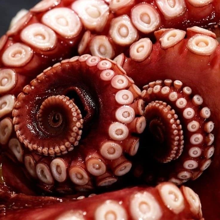 Tentacles thumbnail