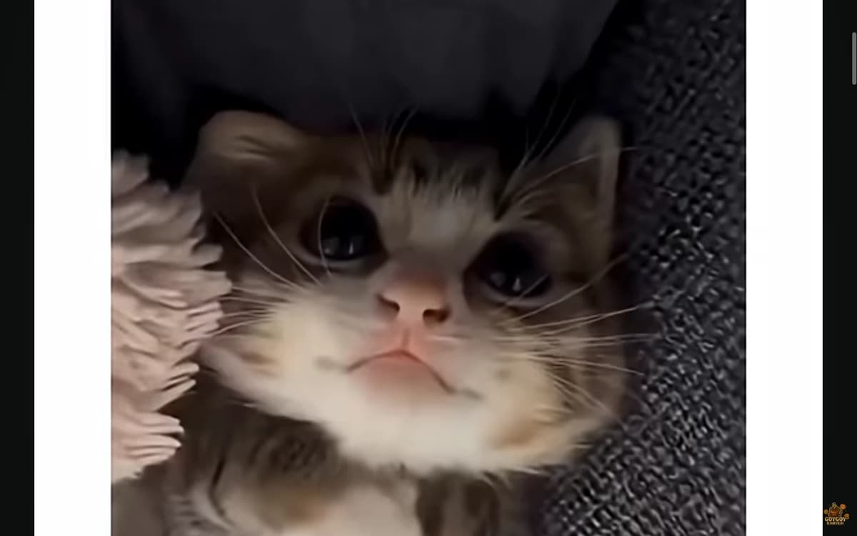 Çöpteki kedi! thumbnail