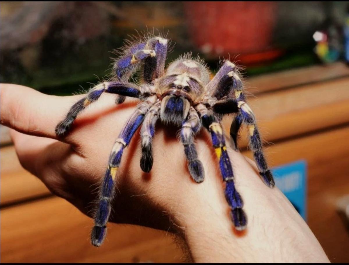 Вару thumbnail