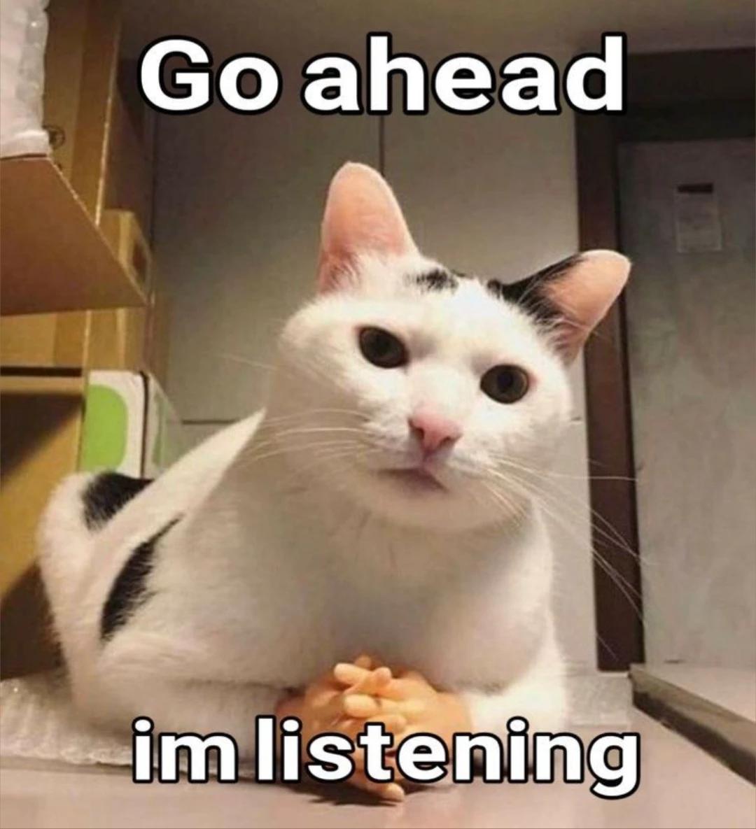 Therapy cat thumbnail