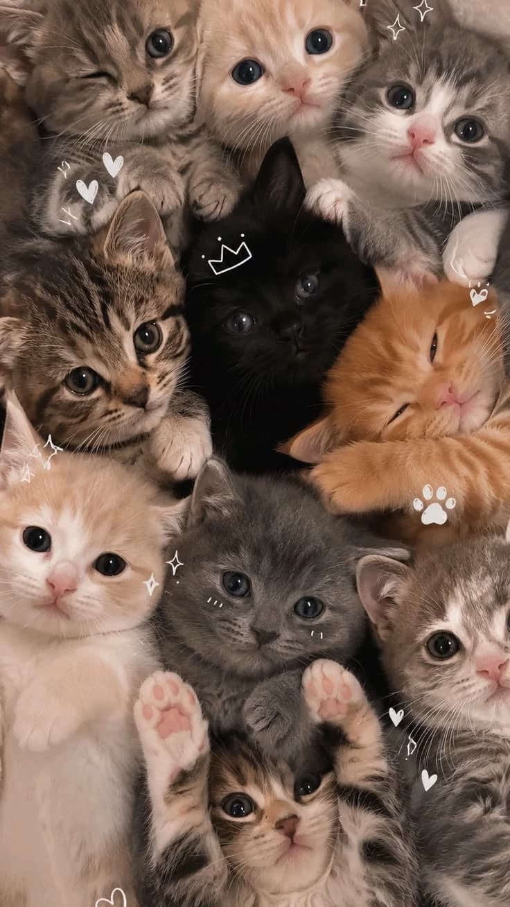 Cat family thumbnail