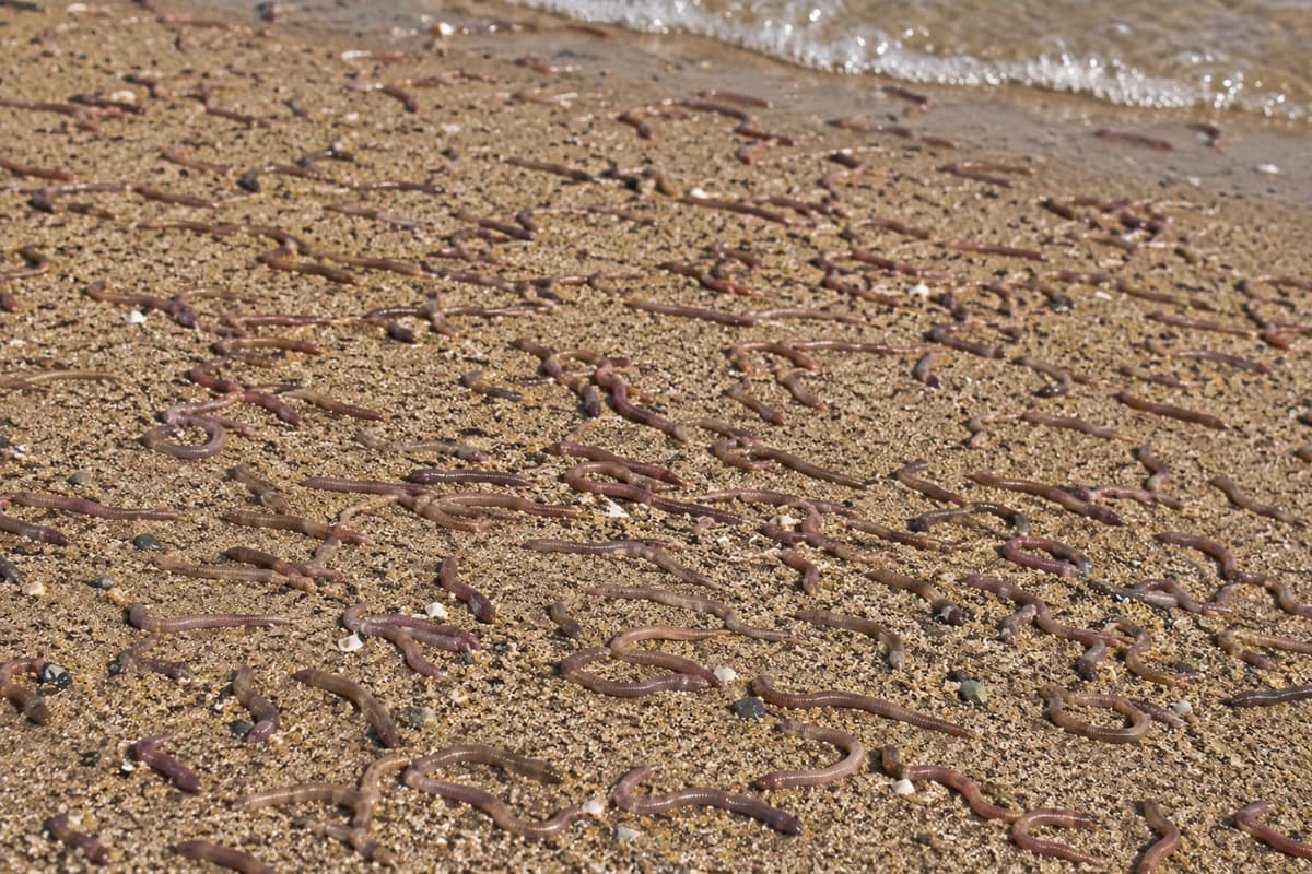 beach worm parasites thumbnail