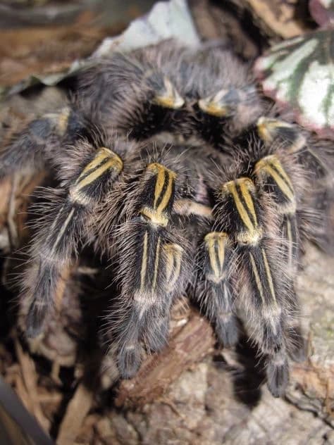 Spider thumbnail