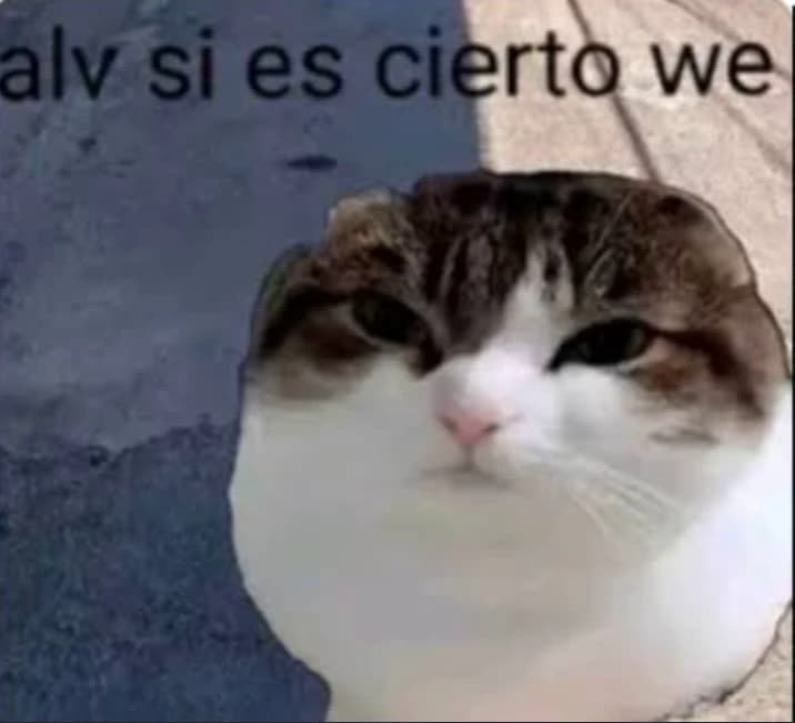 Un gato sabio thumbnail