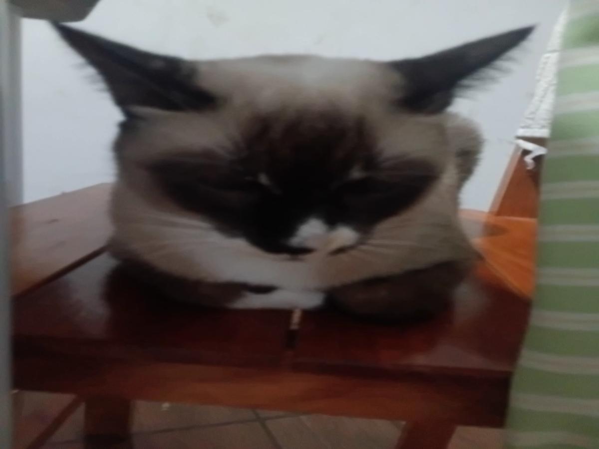 belinha thumbnail